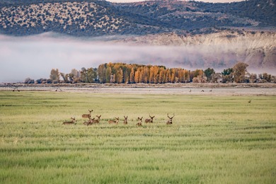 (private lake, pond, creek) Acreage For Sale in Craig Colorado