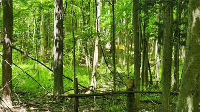 An absolute piece of heaven on earth. This 14.5 acre parcel has - photo 39