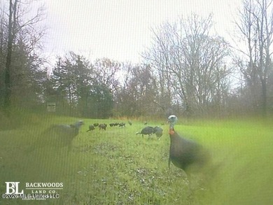 +/-288 Acres - Holmes County, MS | Prime Hunting & Timber Tract - photo 3