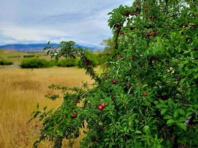 (private lake, pond, creek) Acreage Sale Pending in Mesa Idaho