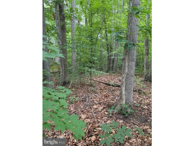 This 2.5 acre wooded property a gem! Enjoy this water access lot - photo 5