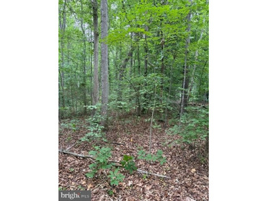 This 2.5 acre wooded property a gem! Enjoy this water access lot - photo 7