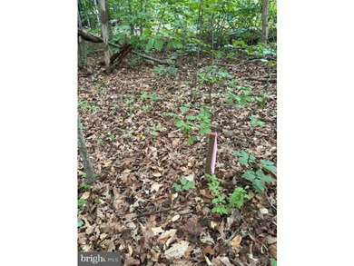 This 2.5 acre wooded property a gem! Enjoy this water access lot - photo 8