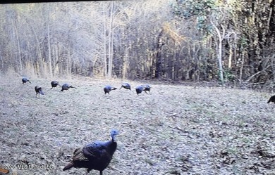 This 139 +/- acre property is located in Covington County, MS - photo 2
