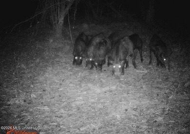 This 139 +/- acre property is located in Covington County, MS - photo 5
