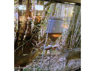 This 139 +/- acre property is located in Covington County, MS - photo 6