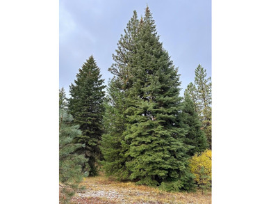 Payette Lake Acreage For Sale in Mccall Idaho