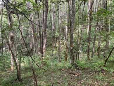 Beautiful lot with lake access to park/picnic area. Borders U.S - photo 5