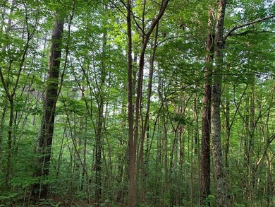 REDUCED BEST MTN VIEW with USFS Frontage Lot behind subdivision - photo 2