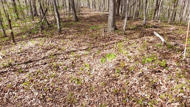 Build your beautiful home away from it all on this 5.2 acres - photo 4