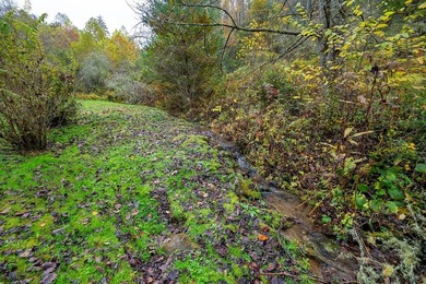 A RARE FIND. A large undeveloped wooded tract only 5 minutes - photo 5