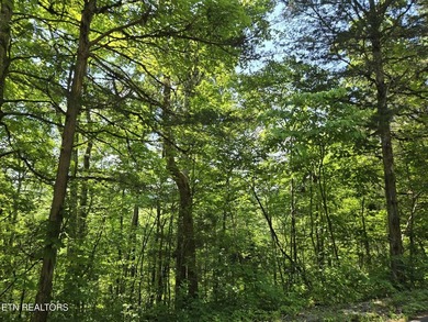 This expansive 96.5-acre of undeveloped timberland offers a rare - photo 2