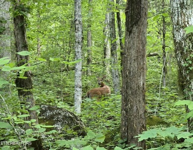 This expansive 96.5-acre of undeveloped timberland offers a rare - photo 3