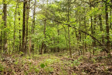 Positioned just minutes from Bull Shoals Lake, this 36 +/- acre - photo 34