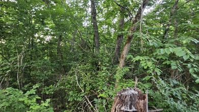 Buffalo River Acreage For Sale in Saint Joe Arkansas