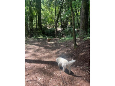 Discover your own slice of the Santa Cruz Mountains with this - photo 5