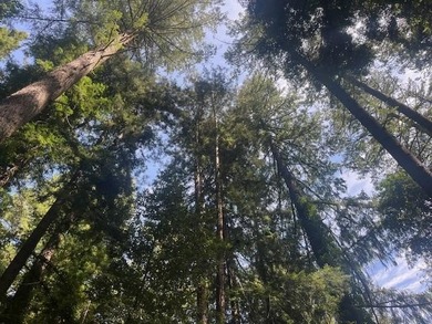Discover your own slice of the Santa Cruz Mountains with this - photo 6