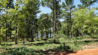 Nice Waterfront Lot In Cypress Pointe! SOLD - Lake Lot SOLD! in Hemphill, Texas
