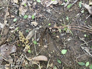 If you've been searching for an affordable piece of land with - photo 5