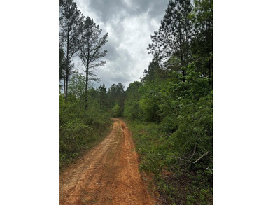 APPROX 197 ACRES LAFAYETTE COUNTY TIMBERLAND, GENTLY ROLLING - photo 11
