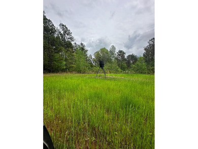 APPROX 197 ACRES LAFAYETTE COUNTY TIMBERLAND, GENTLY ROLLING - photo 12