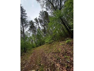 APPROX 197 ACRES LAFAYETTE COUNTY TIMBERLAND, GENTLY ROLLING - photo 14