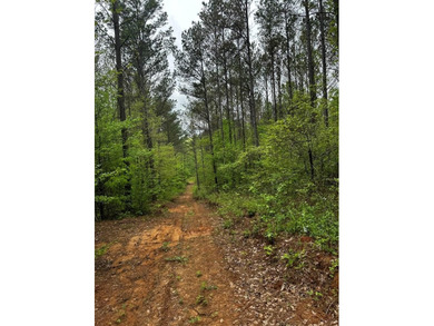 APPROX 197 ACRES LAFAYETTE COUNTY TIMBERLAND, GENTLY ROLLING - photo 15
