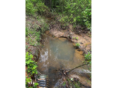 APPROX 197 ACRES LAFAYETTE COUNTY TIMBERLAND, GENTLY ROLLING - photo 16