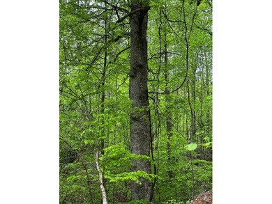 APPROX 197 ACRES LAFAYETTE COUNTY TIMBERLAND, GENTLY ROLLING - photo 17