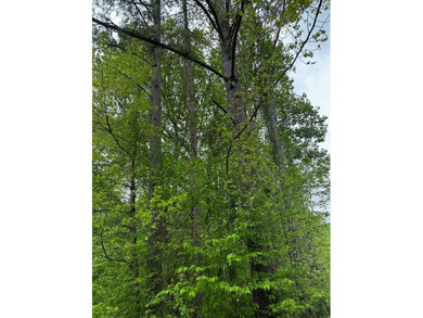 APPROX 197 ACRES LAFAYETTE COUNTY TIMBERLAND, GENTLY ROLLING - photo 19