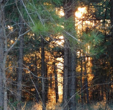 Beautiful retreat with open acreage mixed with wooded areasing - photo 38