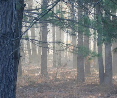 Beautiful retreat with open acreage mixed with wooded areasing - photo 39