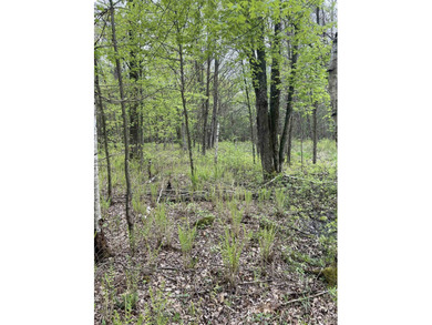 It is not often you can buy this much undeveloped land on a lake - photo 14
