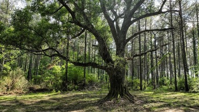 This is the ideal tract for the savvy investor/recreational - photo 5