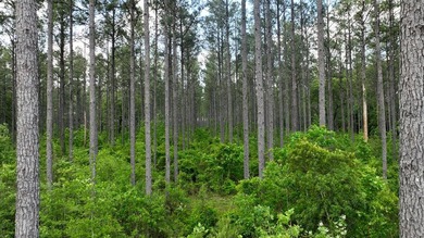 This is the ideal tract for the savvy investor/recreational - photo 9