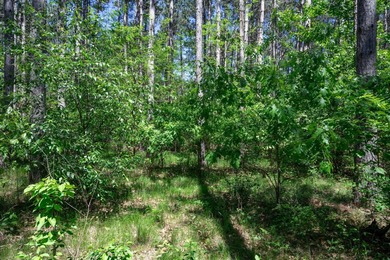 Nicely wooded .48-acre lot in Castle Rock Estates subdivision - photo 13