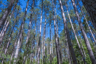 Nicely wooded .48-acre lot in Castle Rock Estates subdivision - photo 17