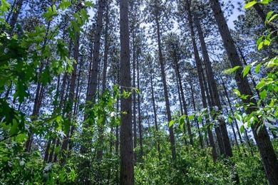 Nicely wooded .48-acre lot in Castle Rock Estates subdivision - photo 18
