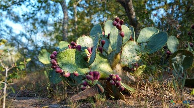 314 +/- Acres in Gonzales County | Prime Hunting & Ranch - photo 18