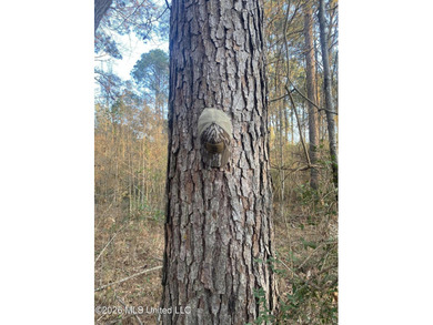 Hunting and Recreational retreat - 398+/- Acres in Amite County - photo 4