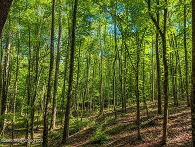 This 66+/- acre tract in the West Lincoln School District - photo 6