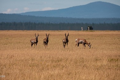 Bar Y Ranch and Pivots is a rare opportunity to acquire a - photo 39