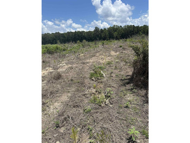The 135.25-acre tract, recently planted with Elite Containerized - photo 21
