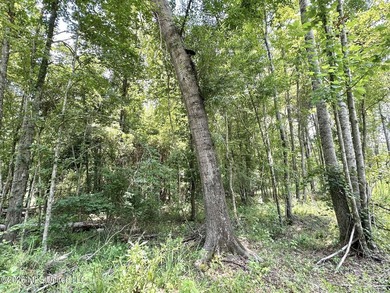 +/- 15 acre homesite or recreational property in Leake County - photo 13