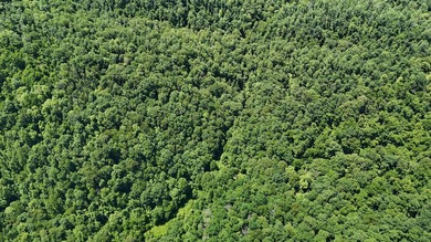 If you're looking for the perfect hunting property, this one - photo 3