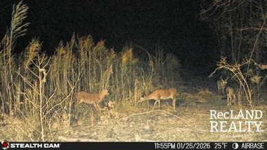 104 +/- acres Recreational, Hunting, & Potential Homesite Tract - photo 5