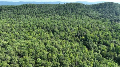 Approximately 64 wooded acres with county road frontage - photo 23