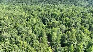 Approximately 64 wooded acres with county road frontage - photo 24