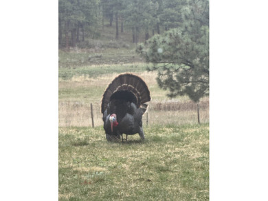 Set on 400 acres of private, gated, fully fenced land, this - photo 4