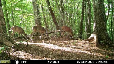 Welcome to an extraordinary 100+ acre mountain homestead nestled - photo 48